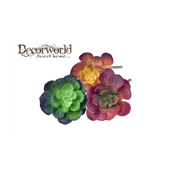 Műnövény Echeveria pozsgás 10cm több szín