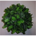 Buxus gömb púderes 15cm - Zöld