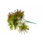 Selyemvirág leucospermum (tűpárna) csokor - Lila