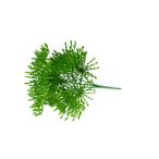 Selyemvirág leucospermum (tűpárna) csokor - Zöld