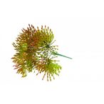 Selyemvirág leucospermum (tűpárna) csokor - Piros