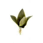 Sansaveria 20x10cm - Több szín