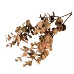 Eukaliptusz növény 38cm - Krém