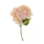 Hortenzia 52cm - Barack