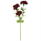 Sedum mélyvörös 56cm