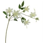 Clematis ág 78cm - Krém