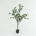 Eucalyptus fa 130cm (műanyag cserépben)