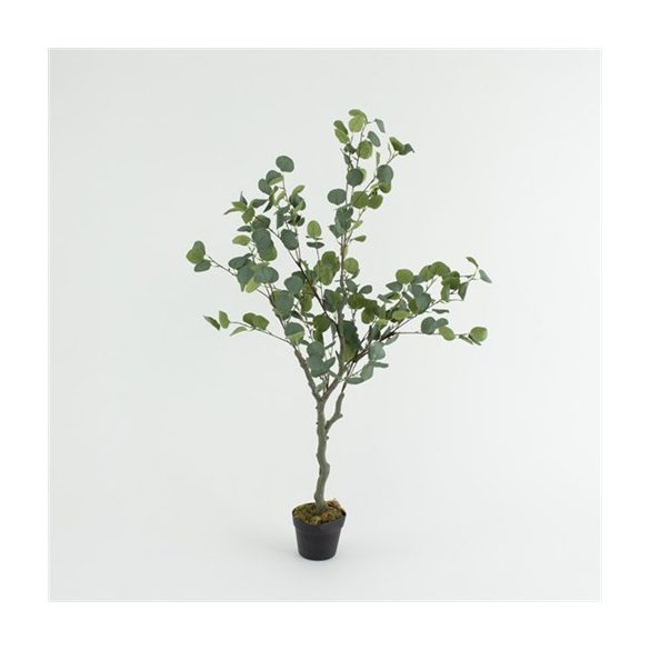 Eucalyptus fa 130cm (műanyag cserépben)