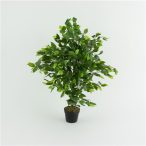 Fikusz fa 90cm (műanyag cserépben)