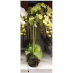 Orchidea két szálas gumi lila/zöld 60-65cm akciós