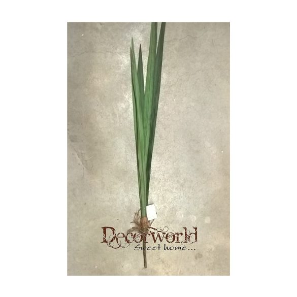 Cymbidium levél 80cm