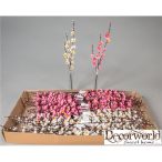 Barackvirág kicsi 2 féle 55cm