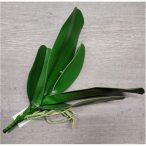 Orchidea levél+gyökér 30cm