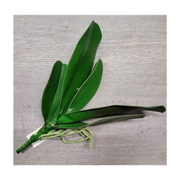 Orchidea levél+gyökér 30cm