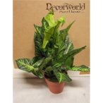 Leveles bokor ültetett 45cm