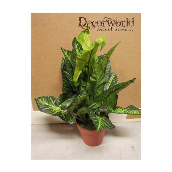 Leveles bokor ültetett 45cm