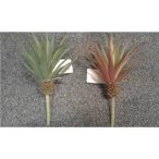 Pozsgás 20cm 2 féle