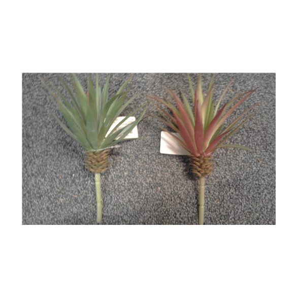 Pozsgás 20cm 2 féle