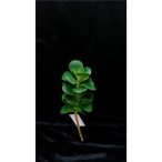 Pozsgás 27 cm - Zöld