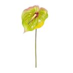 Flamingó virág 75cm - Zöld