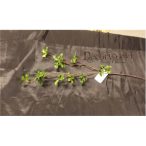 Selyem ág zöld, bimbós