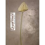 Flamingó gumi 80cm krém