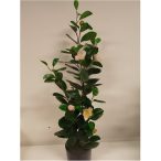 Kamélia rózsaszín