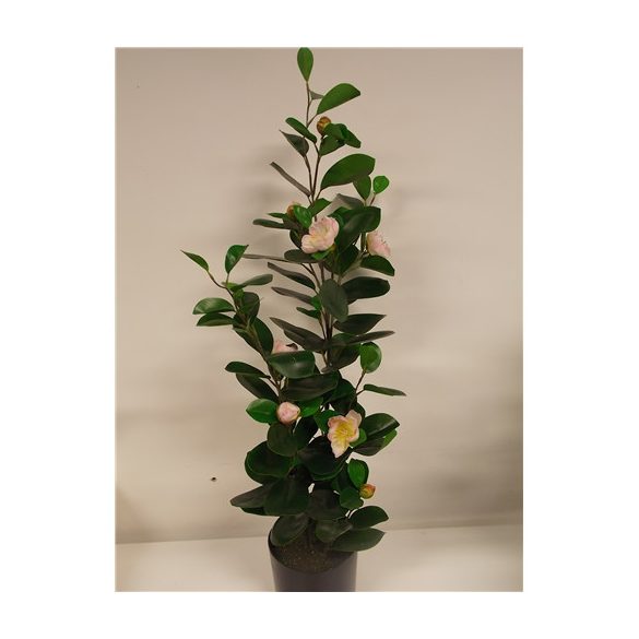 Kamélia rózsaszín