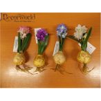 Hagymás Jácint 4 féle 15cm