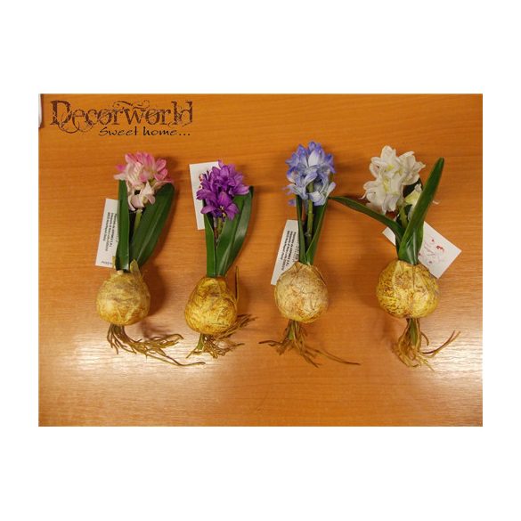 Hagymás Jácint 4 féle 15cm