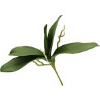 Orchidea levél gyökérrel 26cm