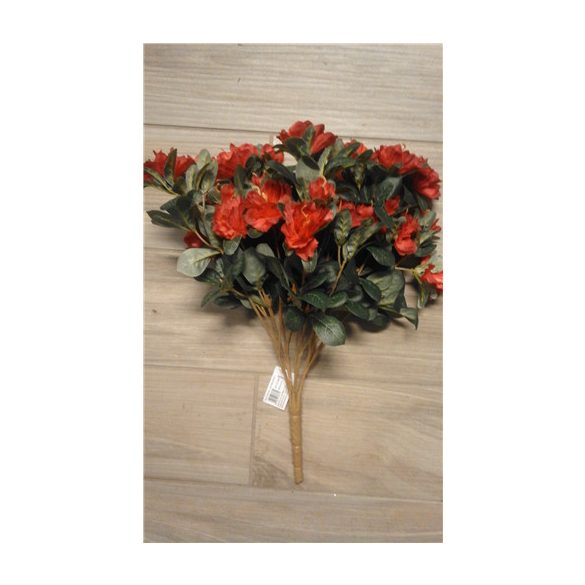 Azalea bokor 45cm - Bordó