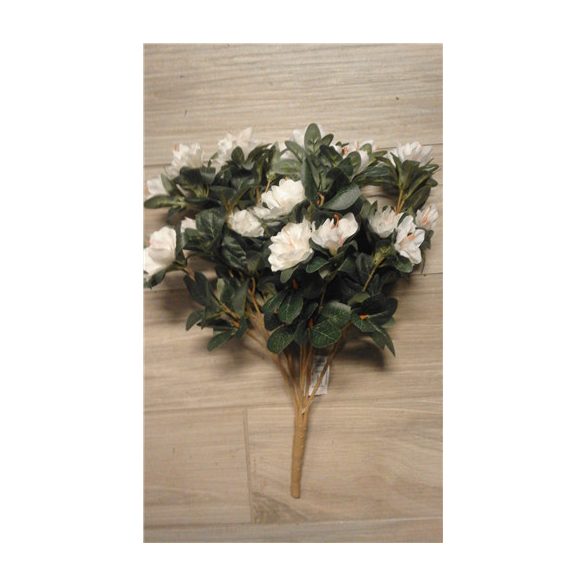 Azalea bokor 45cm - Krém