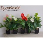 Flamingó Virág Cserepes 40cm