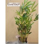 Bambusz ültetett 55cm