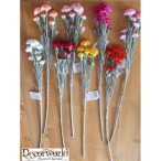 Szegfű szálas 65cm - 9 színben