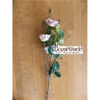 Szálas rózsa vanília 50cm 2 fej, 1 bimbó