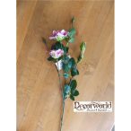 Szálas rózsa mályva 50cm 2 fej, 1 bimbó