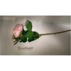 Szálas rózsa pink 55cm