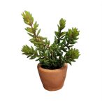   Pianta Artificiale pozsgás növény 6 ág 20cm  (agyag cserépben)