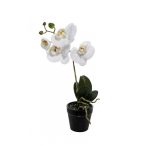 Orchidea - Fehér (fekete cserépben)