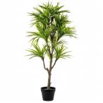 Dracaena cserepes 120 cm