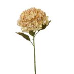 Hortenzia 115cm - Bézs