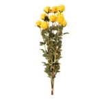 Rózsa csokor 10szál 78cm - Sárga