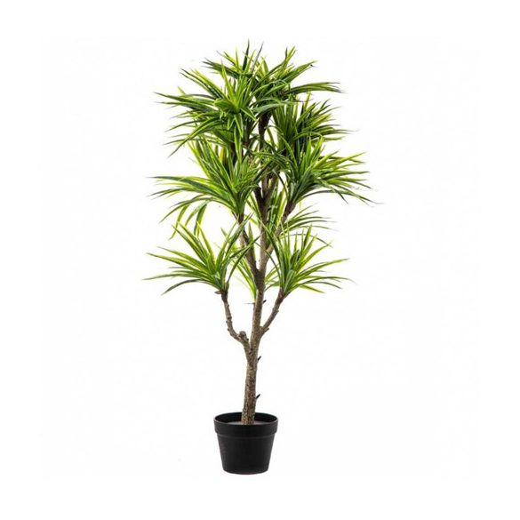 Dracaena cserepes 68 cm