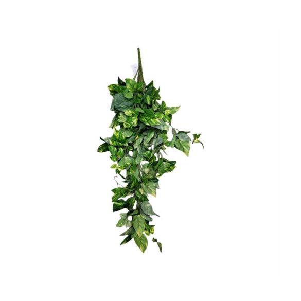 Selyemvirág futó növény 90cm - Zöld