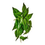 Selyemvirág caladium futó 45cm - Zöld