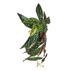 Selyemvirág pöttyös begónia futó 45cm - Zöld