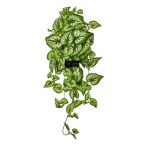 Selyemvirág begónia futó 65cm