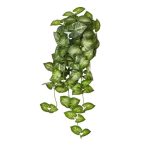 Selyemvirág Caladium futó 65 cm (agyag cserépben)